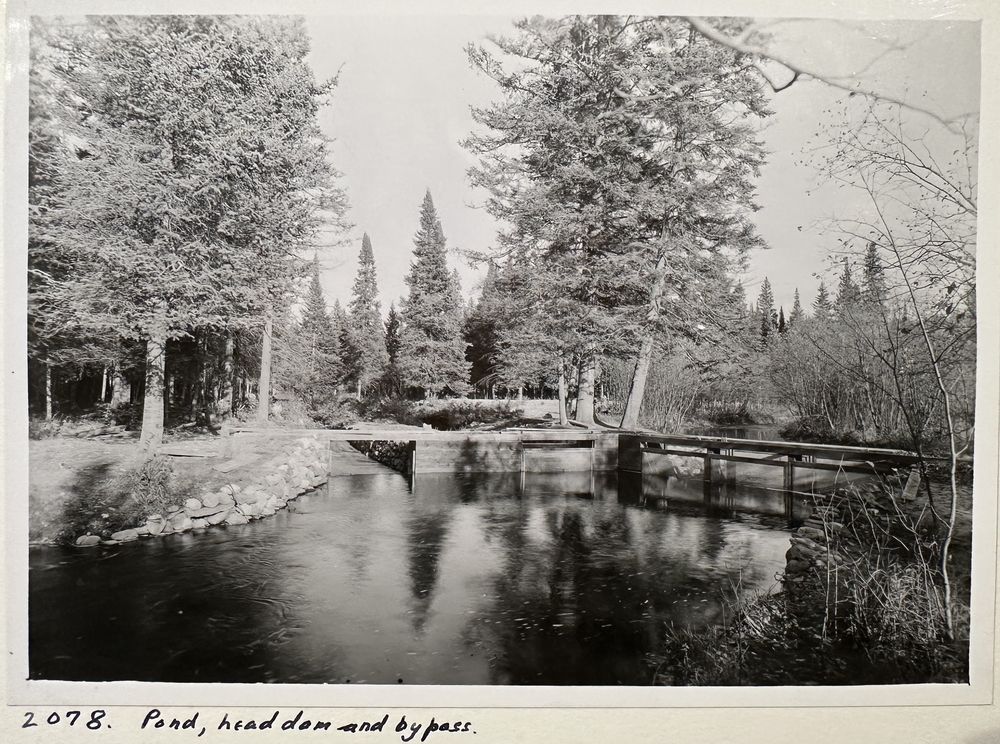 A pond, head dam and bypass channel surrounded by tall pines
