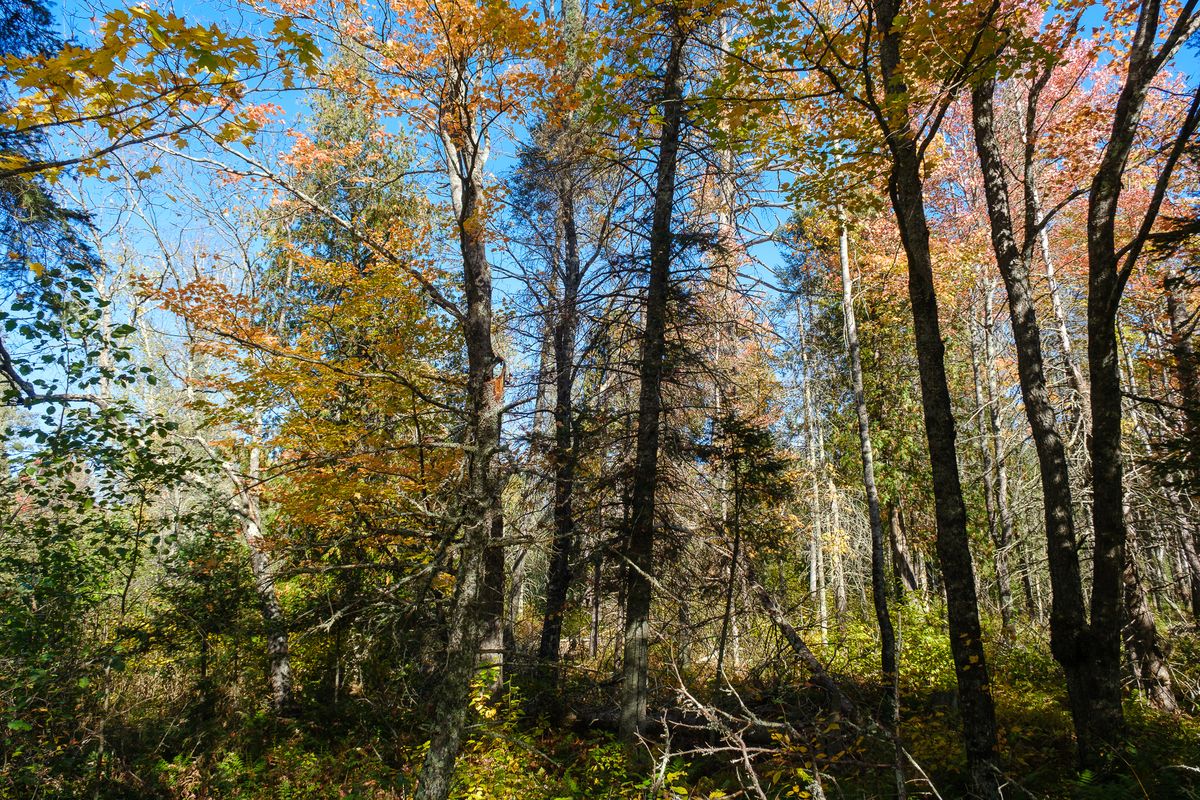 Autumn forest of birch, spruce and maple on the Cooks Run property