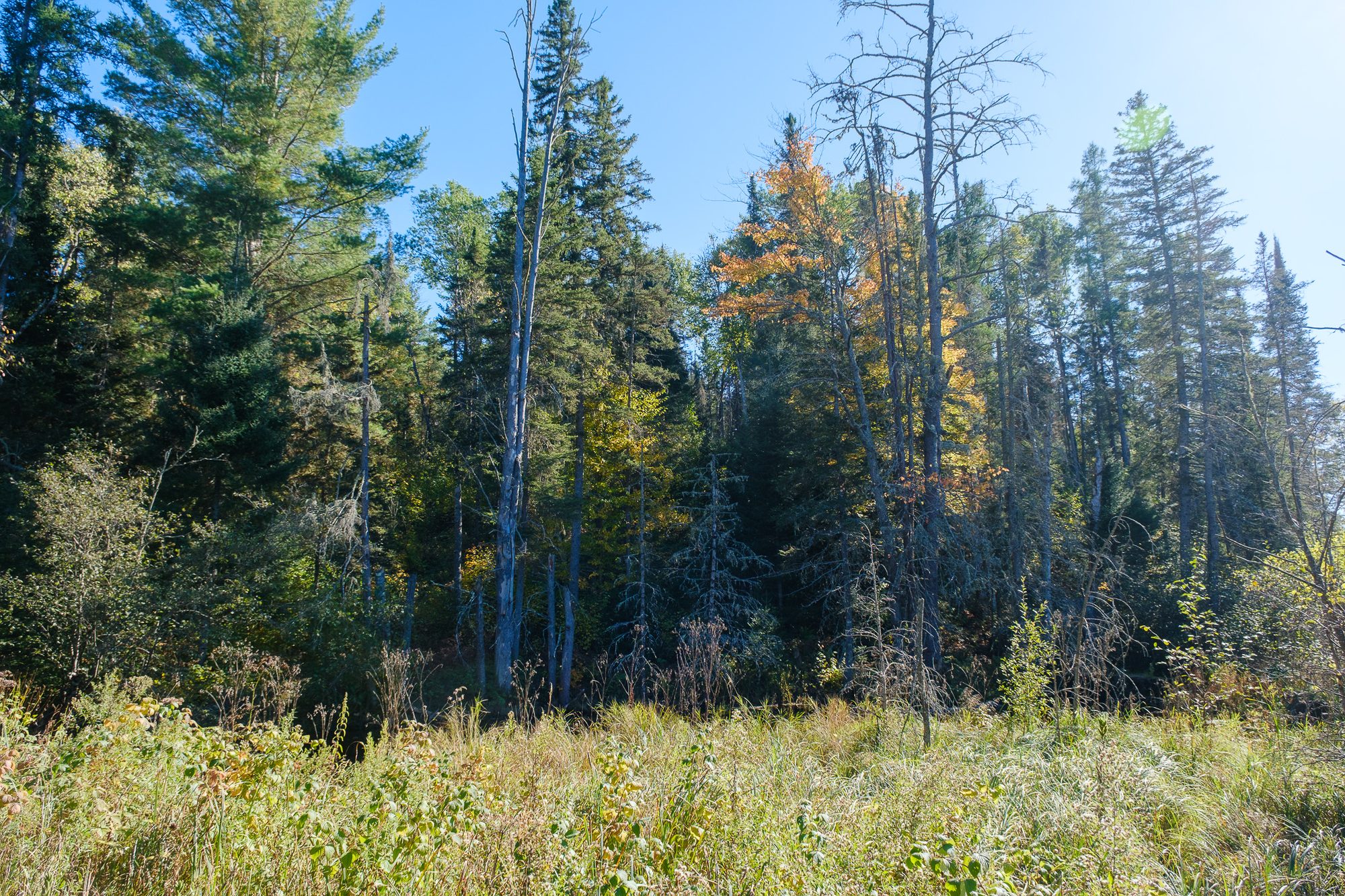 Spruce, pine and fall color rise above an open meadow on the Cooks Run property