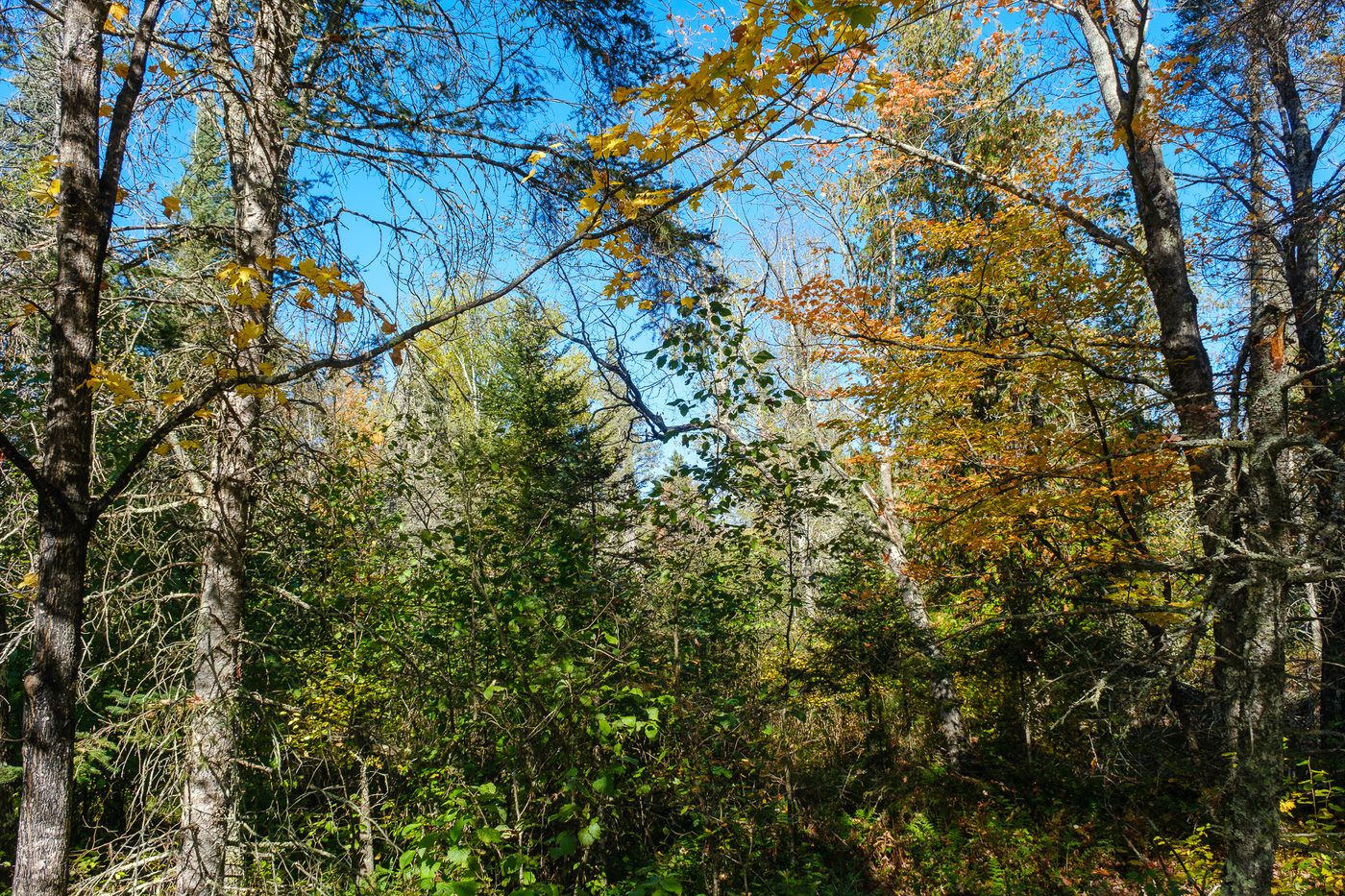 Maples turning orange among spruce and birch under blue sky