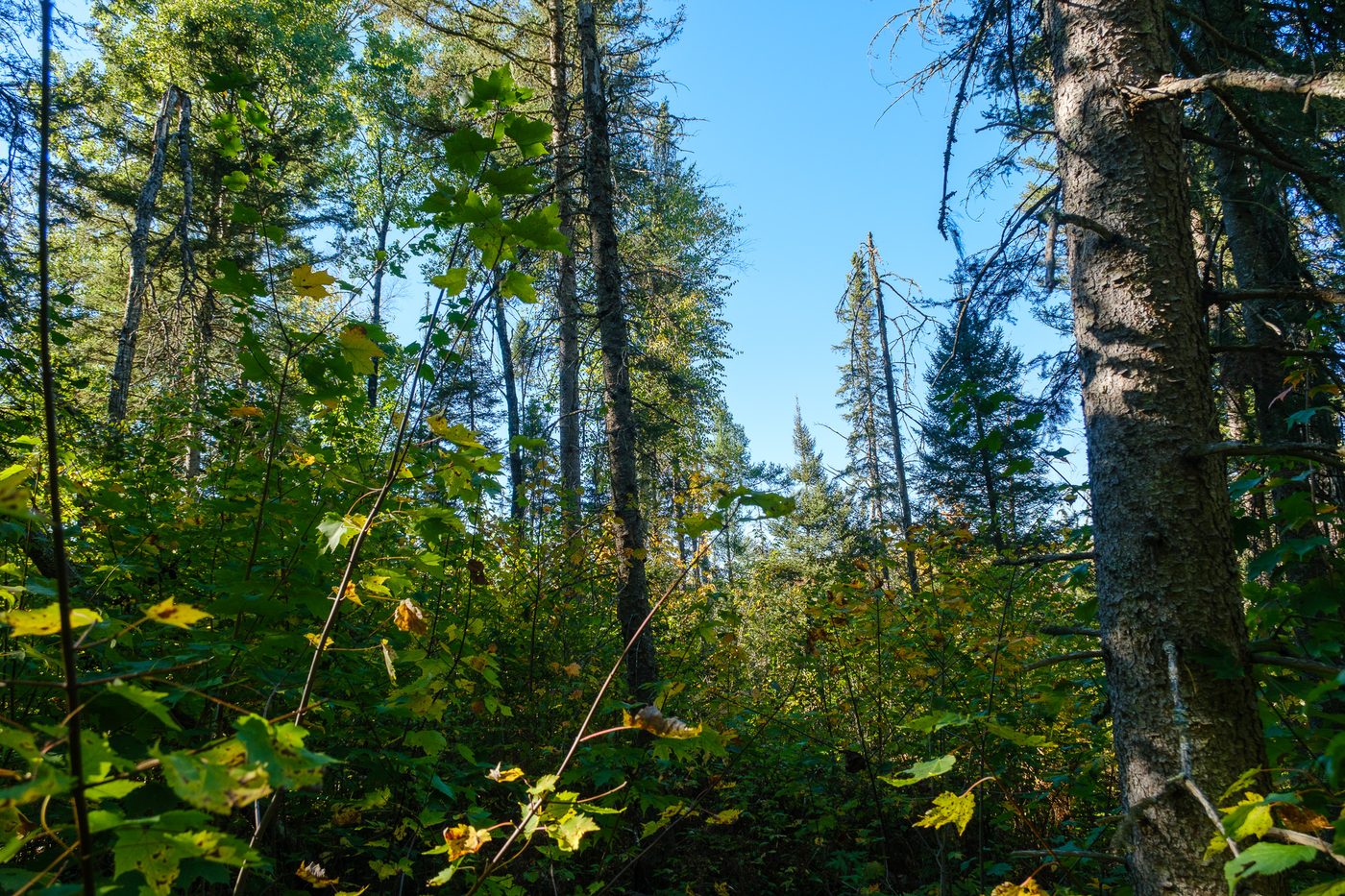 Sunlit spruce and maple forest with a view of blue sky