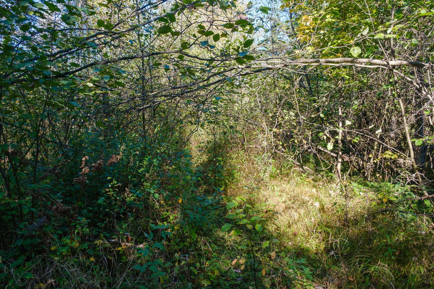 A grassy old two-track road bending into the woods