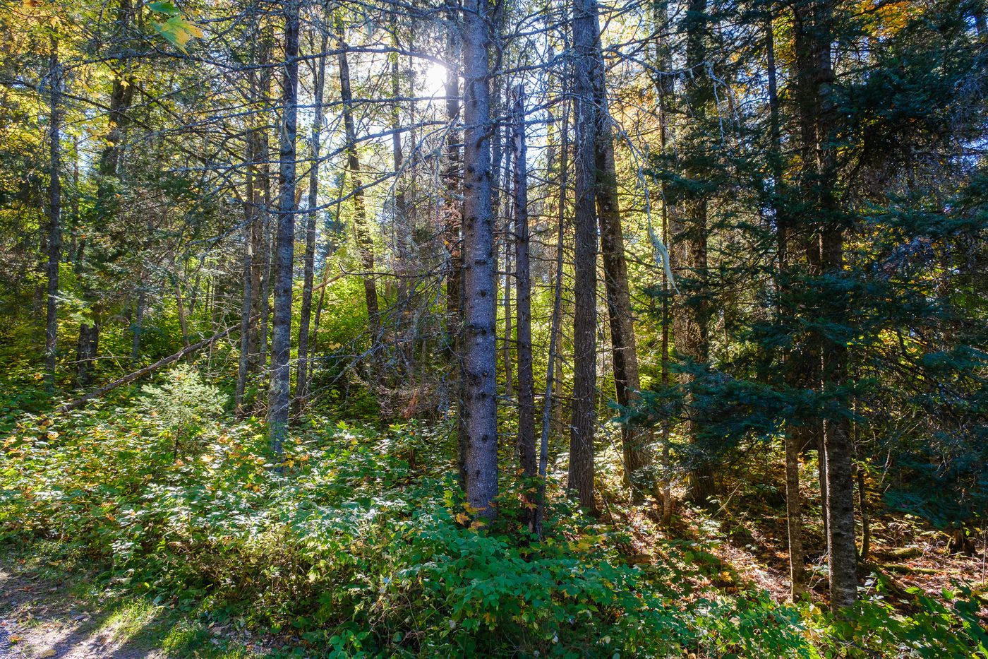 Sunlight through spruce trunks with a track curving at the edge of the frame