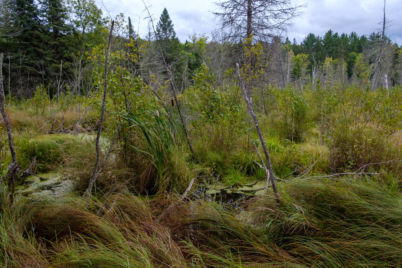 Sedges and shrubs in an open wetland with tamarack beyond