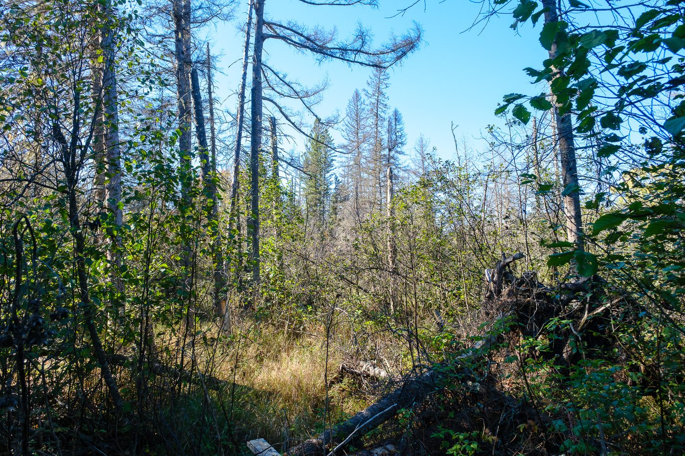 A wetland edge with tamarack, shrubs and fallen timber under a blue sky