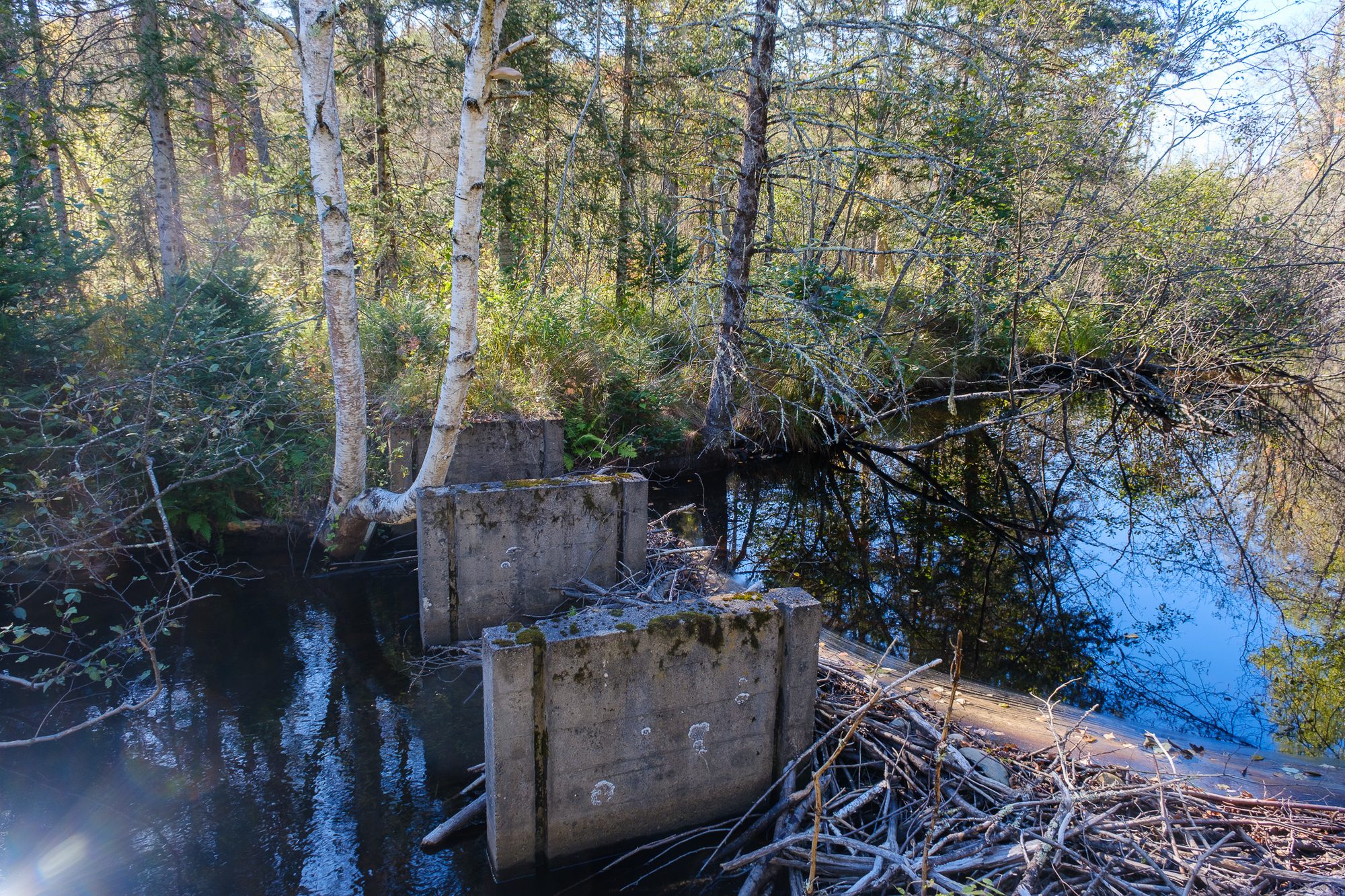 Cooks Run in autumn, with concrete dam remnants in dark water beneath birches